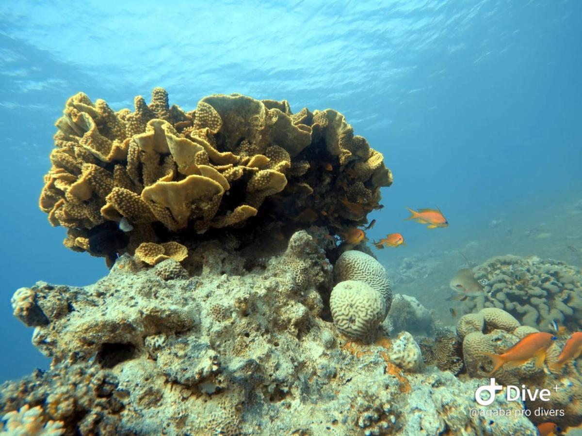 Aqaba Pro Divers Extérieur photo