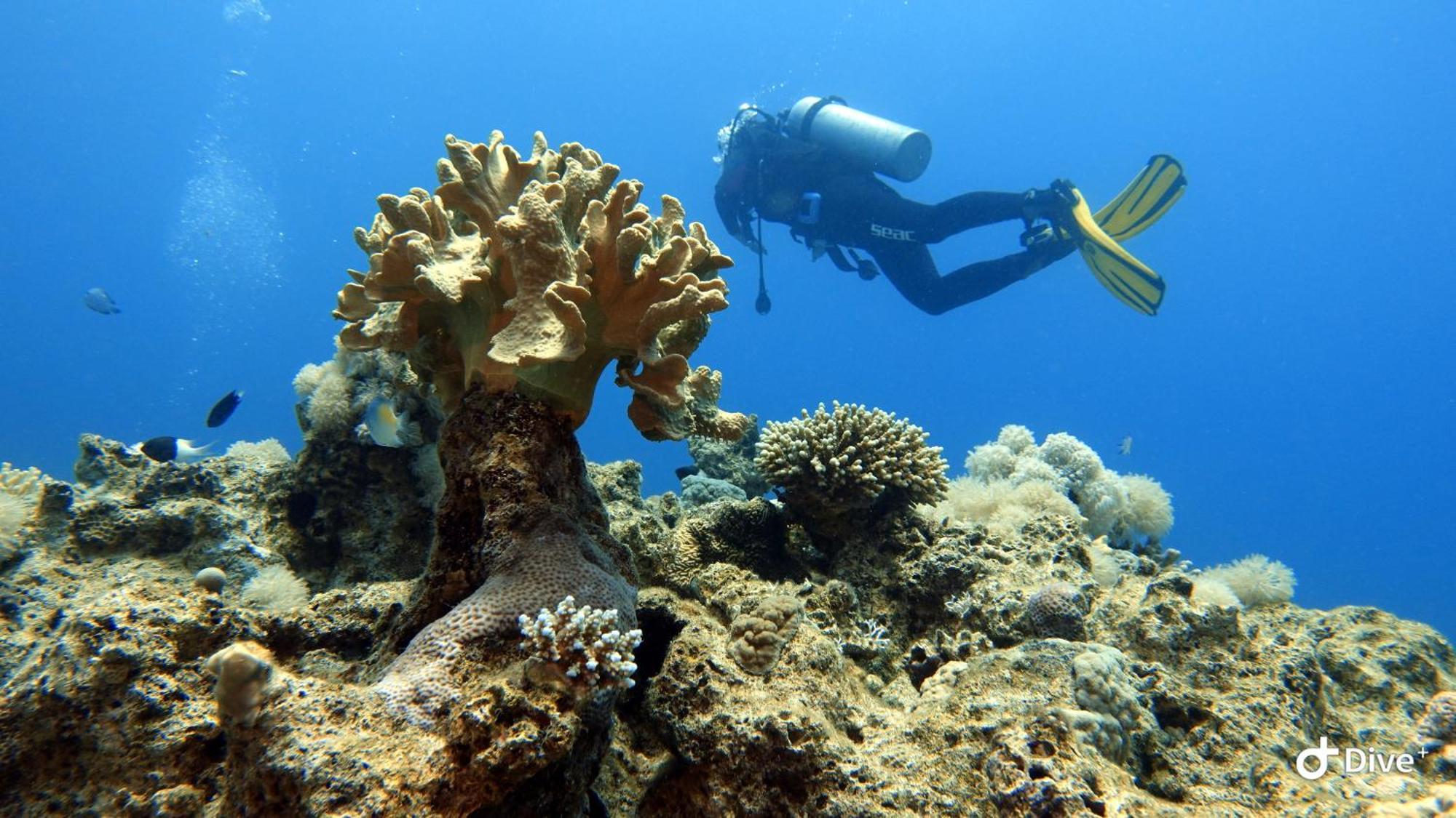 Aqaba Pro Divers Extérieur photo