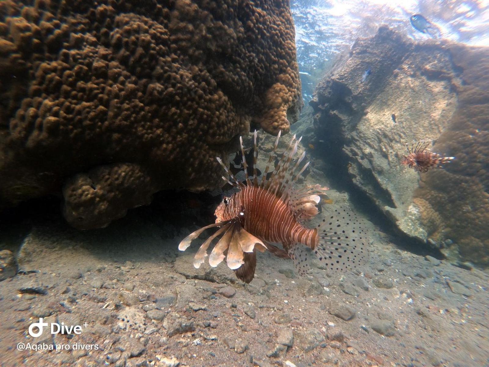 Aqaba Pro Divers Extérieur photo