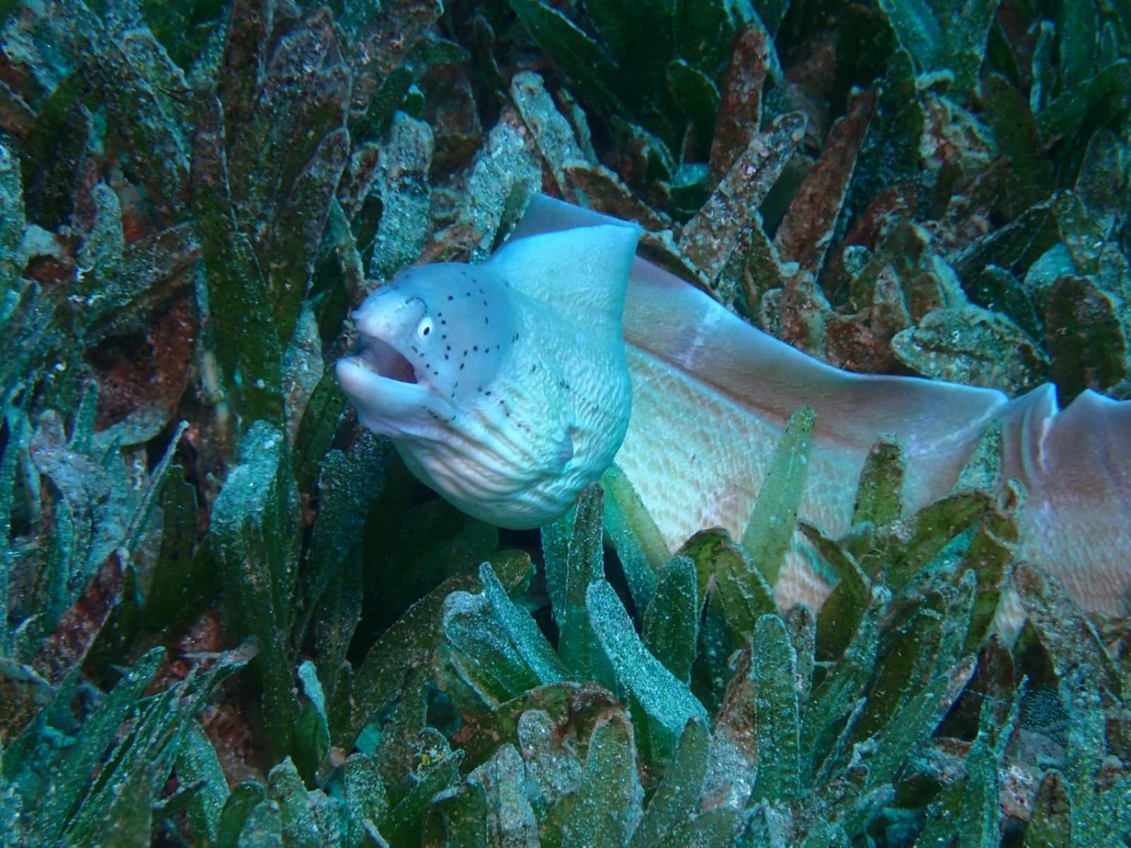 Aqaba Pro Divers Extérieur photo