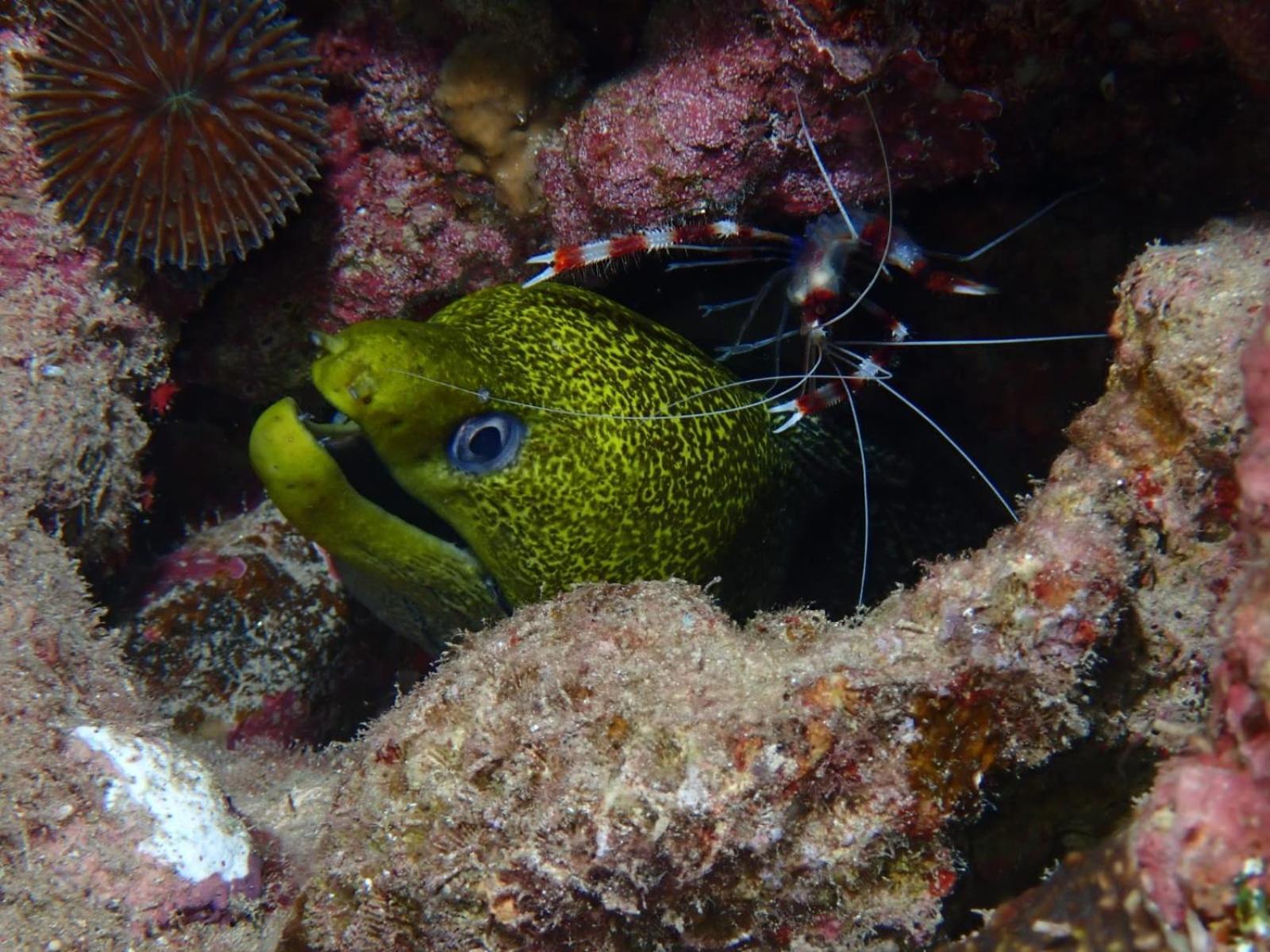 Aqaba Pro Divers Extérieur photo